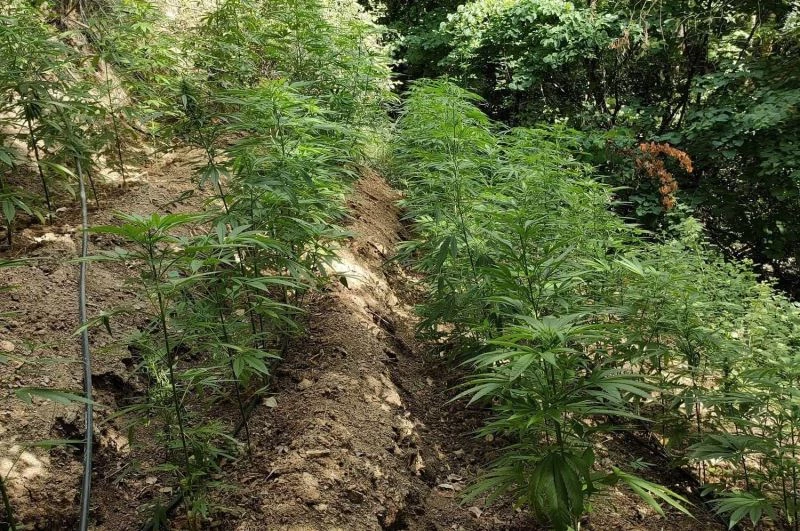 Hatay’da ormanlık alanda 5 bin 612 bitkisi kenevir bitkisi ele geçirildi
