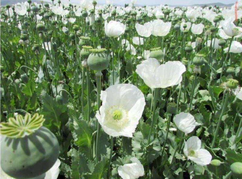 Jandarma, yasadışı ekilen 550 bin kök haşhaş ele geçirdi
