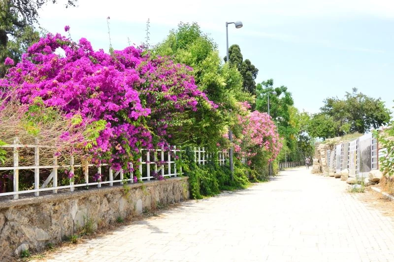 Side Antik Kenti’ndeki evlere begonvil dikme zorunluluğu getirildi
