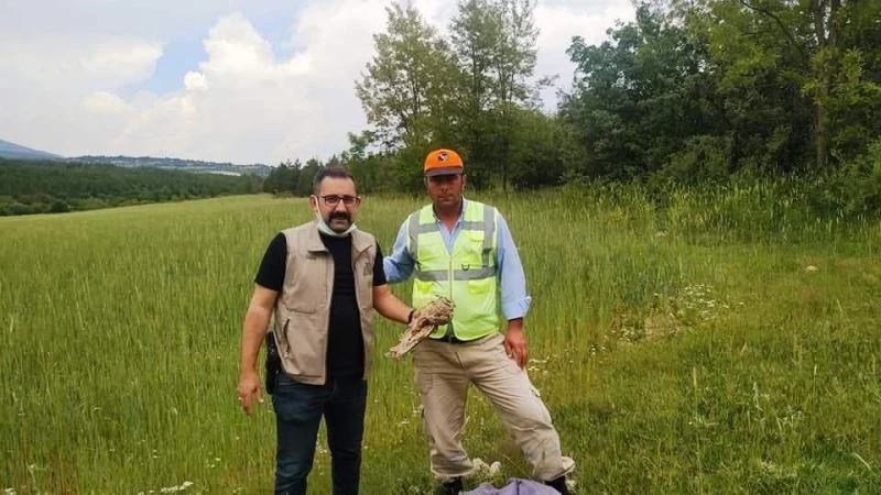 Kütahya’da yaralı bulunan kulaklı orman baykuşu tedavi altına alındı
