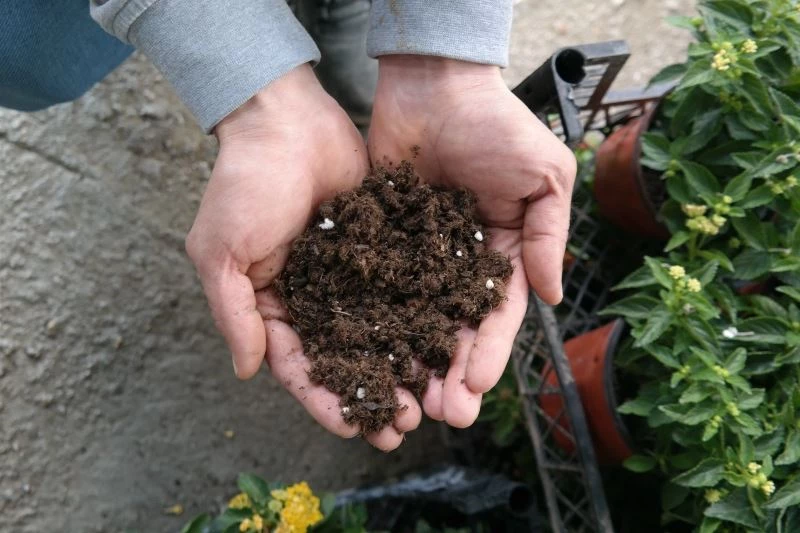 Süs bitkisi ve fide yetiştirme meraklıları bu uyarılara dikkat etmeli
