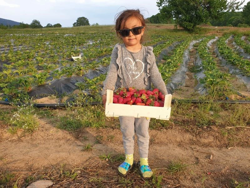 Dağ ilçelerinde imeceyle çilek hasadı başladı
