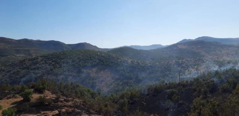 Dargeçit’te ormanlık alanda yangın
