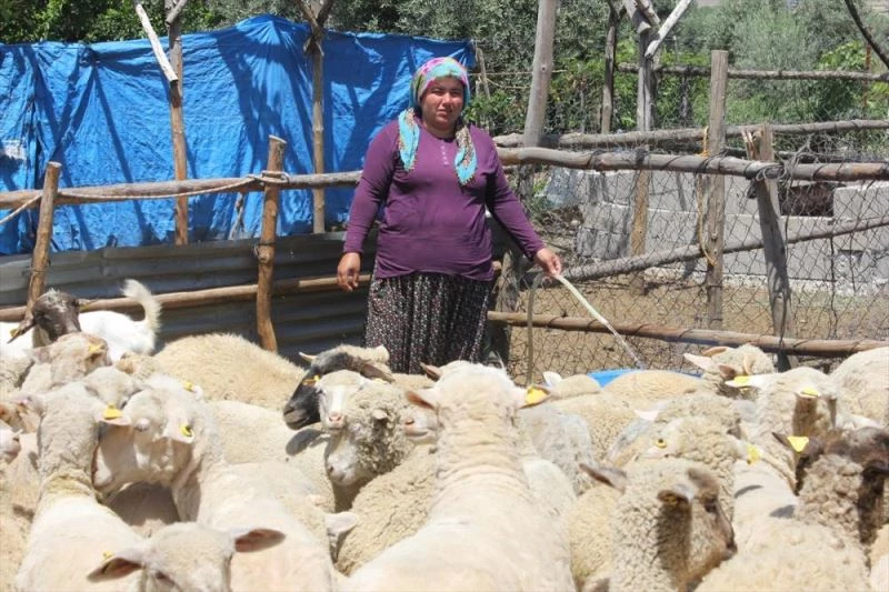 Osmaniyeli besici kadın devletten aldığı destekle sürü sahibi oldu