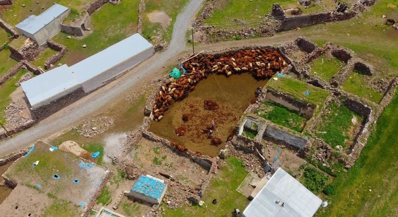 Besicilerin zorlu koyun kırkma mesaisi başladı
