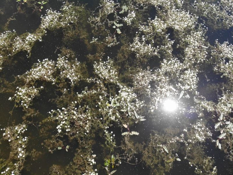 Nilüferleriyle ünlü göl, papatya tarlalarıyla beyaz gelinliğini giydi
