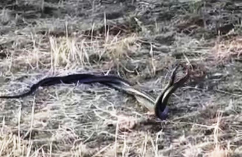 Şanlıurfa’da yılanların çiftleşme dansı kamerada
