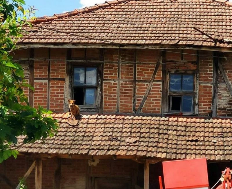 Tilki mahalledeki boş evi mesken tuttu
