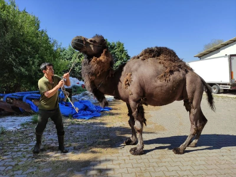 Güreşleri kaybetti, kurbanda bıçak altına yatacak
