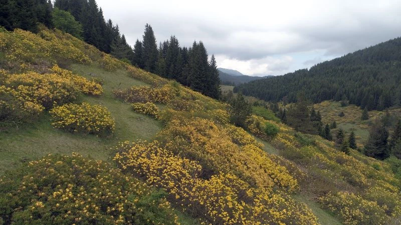Orman gülleri yaylaların güzelliğini arttırdı
