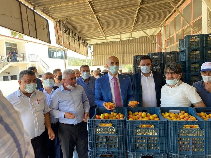 Kayısıda 150 bin ton rekolte bekleniyor
