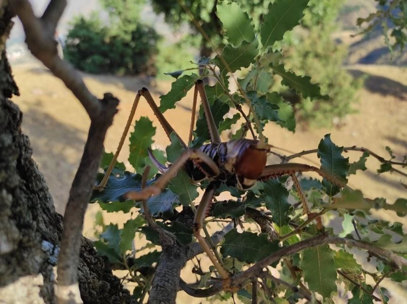 Batman’da dev çekirgeyi görenler şaşkınlıklarını gizleyemedi
