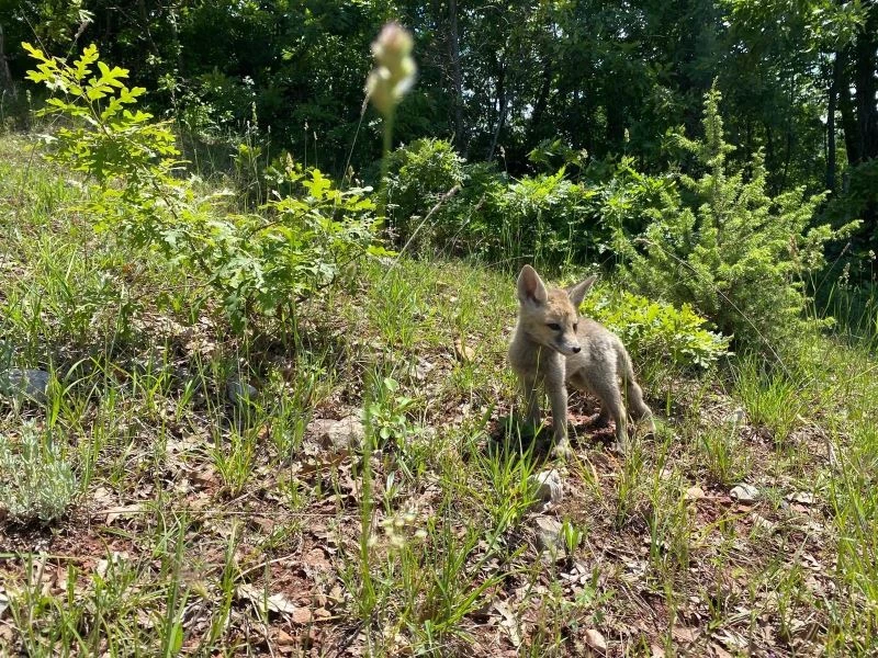 Yavru tilkiler doğal yaşam alanlarına bırakıldı
