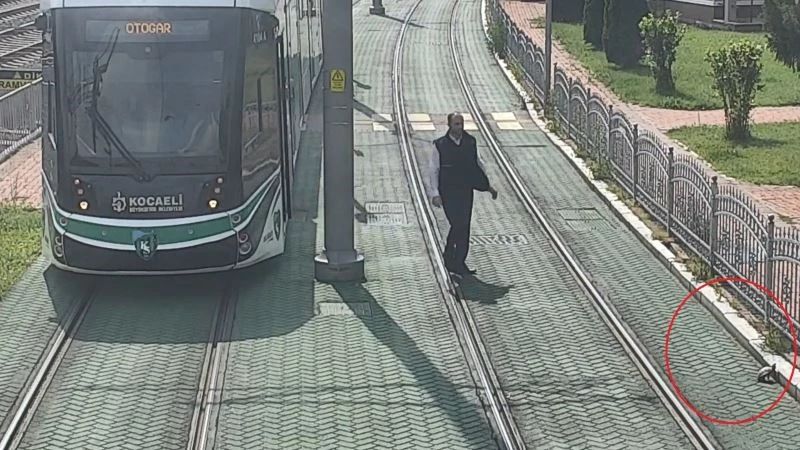 Tramvay yolunda mahsur kalan kaplumbağanın yardımına vatman koştu
