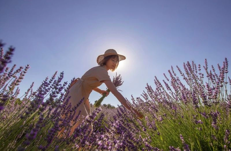 (Özel) Deterjan ve kozmetik fabrikalarının gözdesi o köy hasada hazırlanıyor
