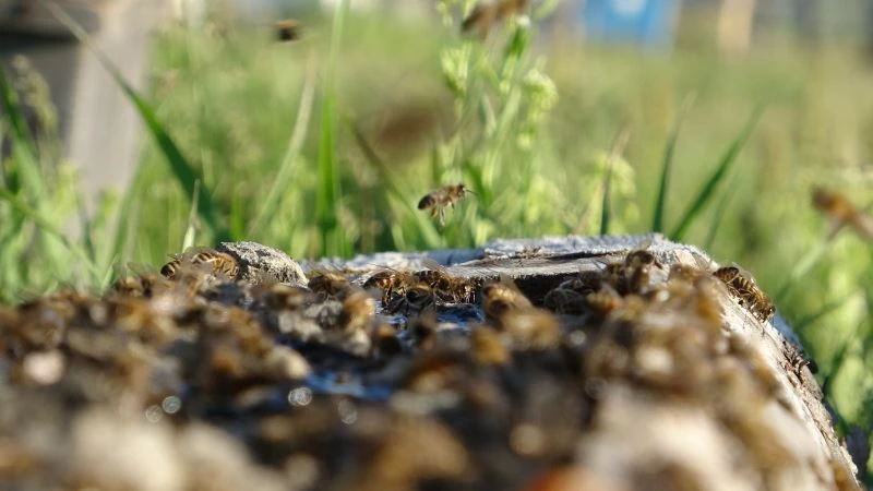 Ardahanlı arıcıların kuraklık endişesi
