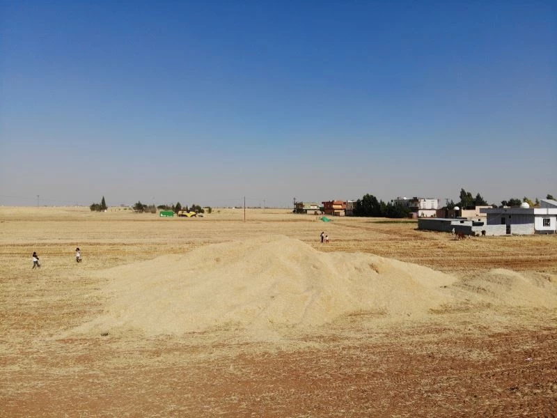 Buğdaydan istediği verimi alamayan çiftçi, gözlerini samandan gelecek gelire çevirdi
