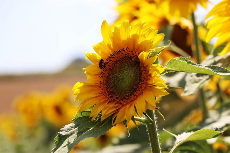 Samsun çiftçisine 18,4 milyon TL yağlı tohumlu bitkiler fark ödemeleri desteği
