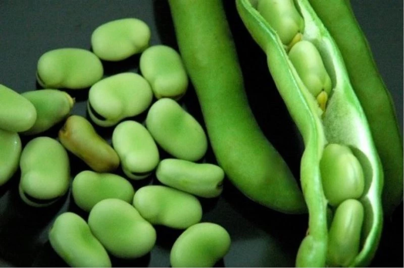 Taze baklanın faydaları saymakla bitmiyor
