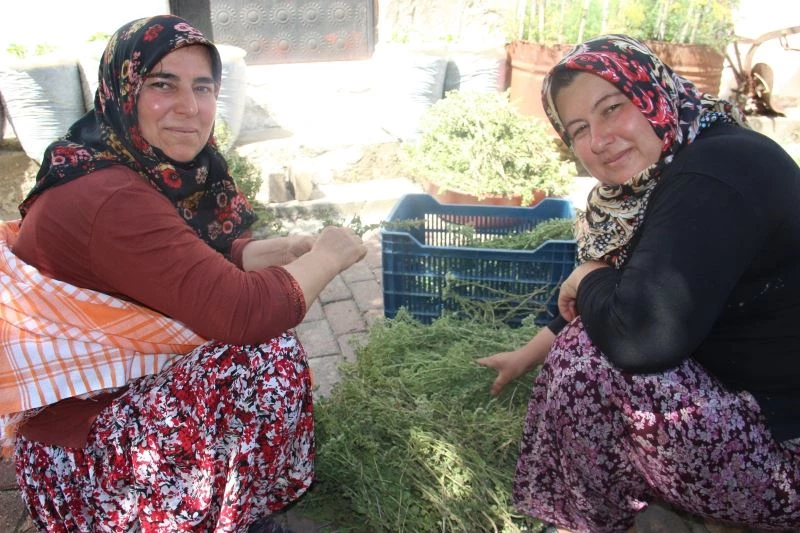 Aydın’da köylü kadınlar virüsten korunmak için atadan kalma yöntemle kekik suyu çıkarıyor
