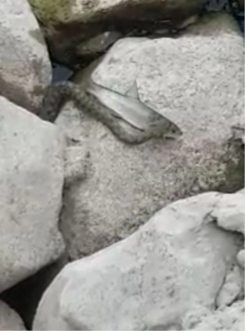 Yılanın balık avı görüntülendi
