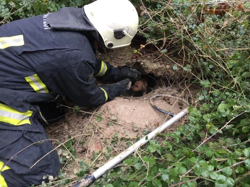 Hayvanların yardımına koşan itfaiyecilere teşekkür
