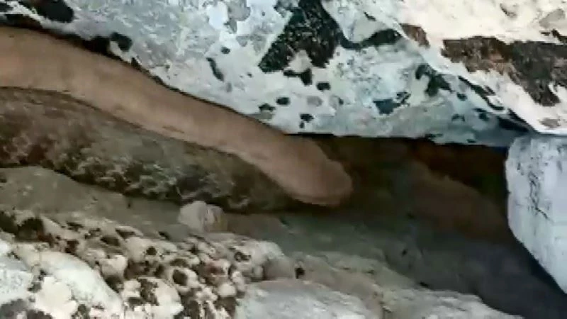 Bir tarafta zehirli yılanla konuşanlar, bir tarafta yılanı taşlayanlar
