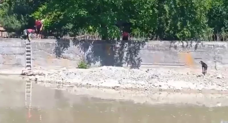 Irmakta mahsur kalan köpeği itfaiye ekipleri kurtardı
