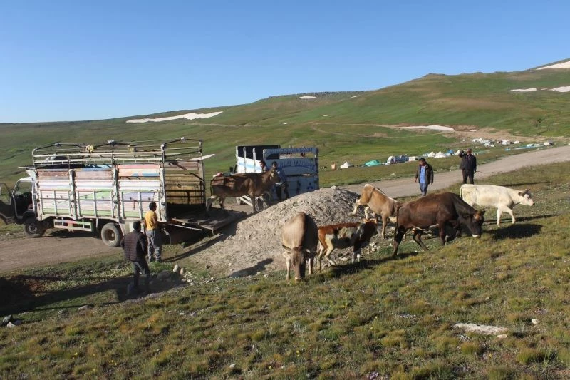Onlarca büyükbaş hayvanı kamyonlarla yaylalara götürüyorlar
