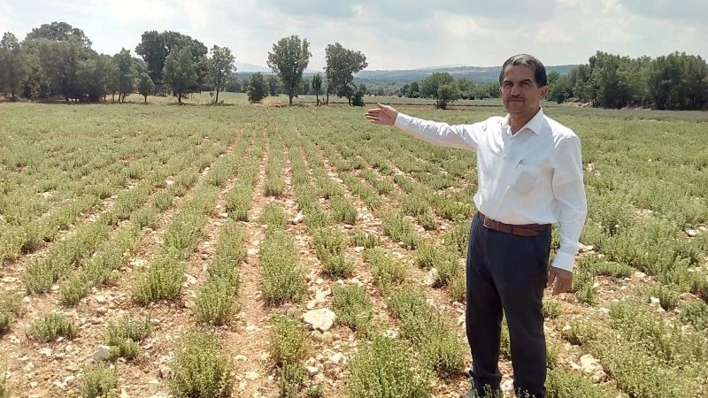 Kekiğin başkentini kuraklıktan etkilendi, rekolte yüzde 50 azaldı
