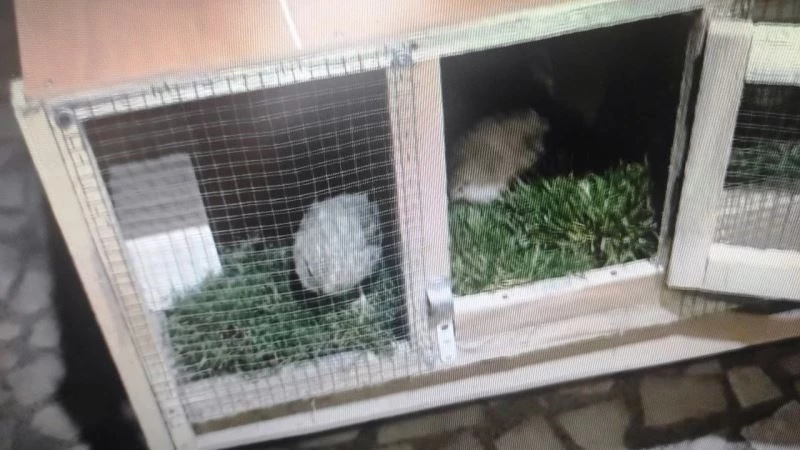 Çalacak bir şey bulamayan hırsız bıldırcın çaldı
