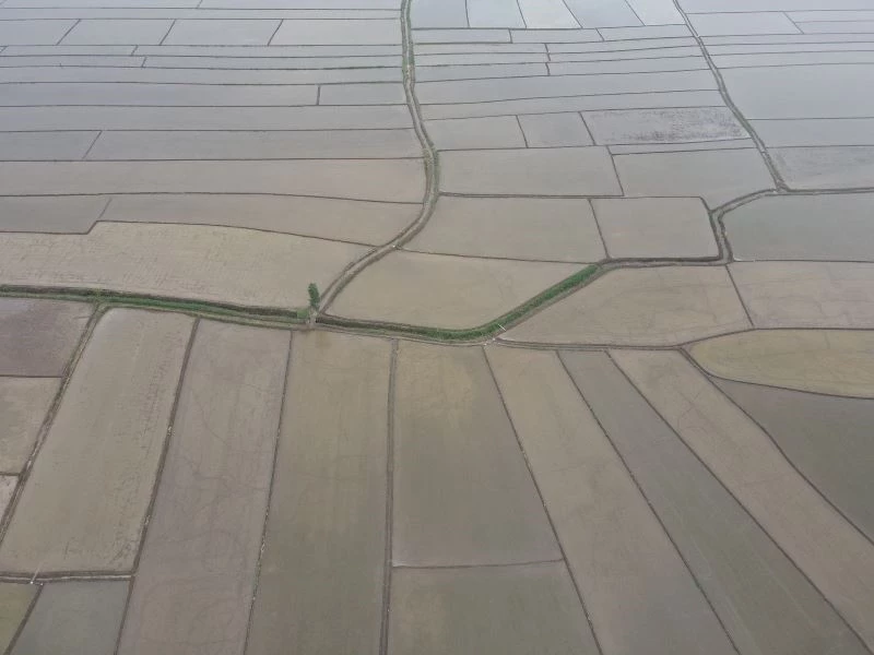 Çeltik tarlalarının sofraya uzanan yolculuğu başladı
