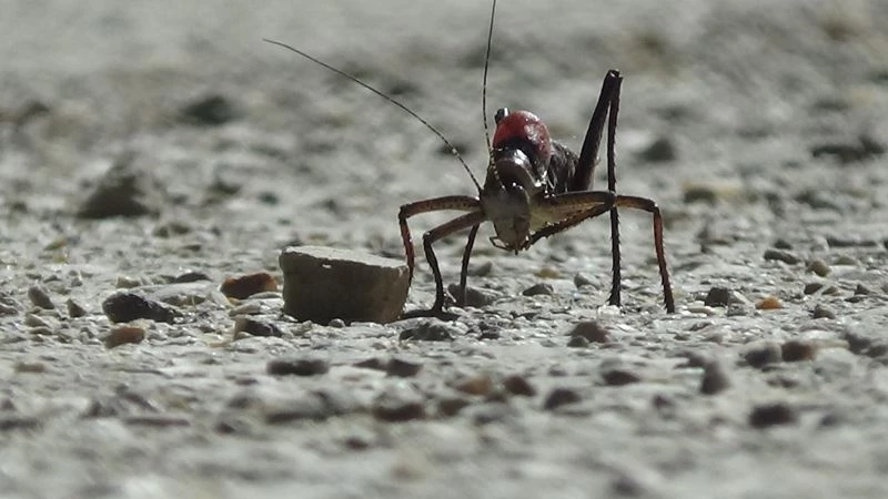 Dev çekirgeler bu kez Çatak’ta görüldü
