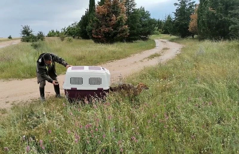 Kırklareli’nde kuyuya düşen çakal AFAD ekiplerince kurtarıldı
