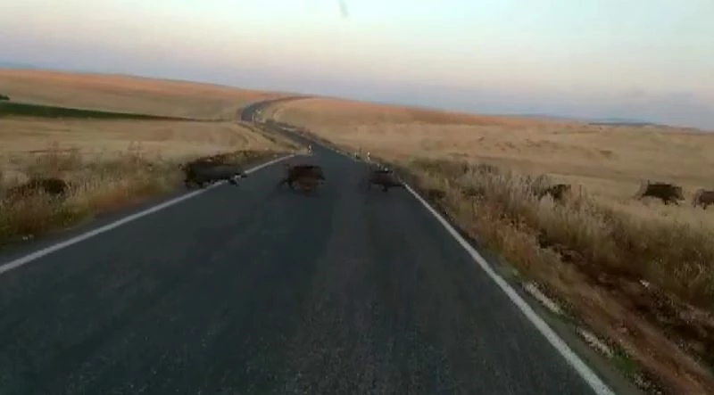 Adıyaman’da onlarca yaban domuzu görüntülendi
