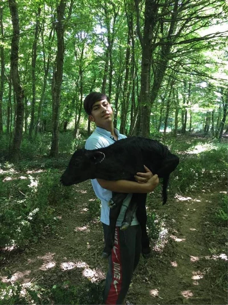 Ormanda doğan buzağıyı kucağında ahıra taşıdı
