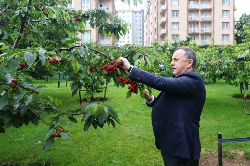 Kirazlar bu yıl filyasyon ekipleri için toplandı
