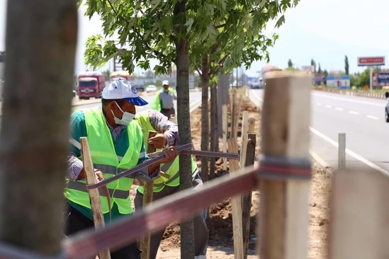 Aksaray’da E-90 Karayolu şeker akçe ağaçları ile donatılıyor

