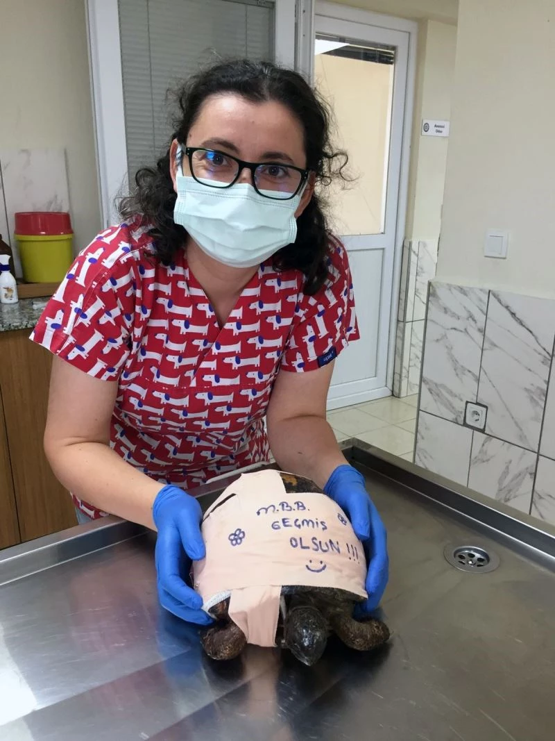 Büyükşehir ekipleri Kaplumbağayı hayatta bağladı
