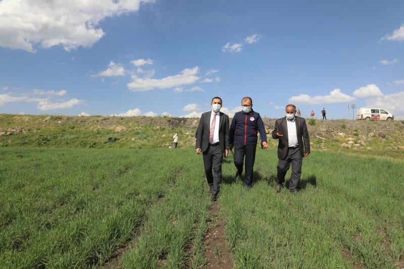 Vali Öksüz, kavılca buğdayı ekilen tarla incelemede bulundu
