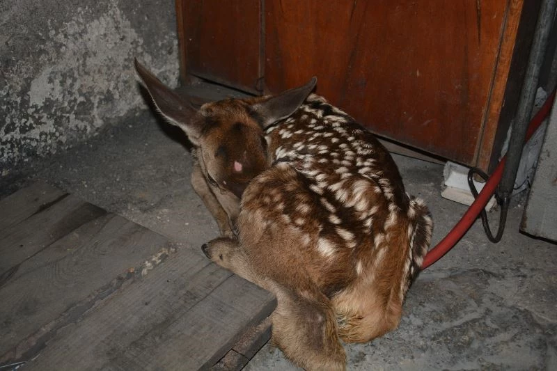 Yaylada bitkin halde buldukları geyik yavrusunu biberonla beslediler
