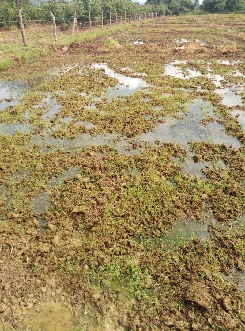 Süper besin Çilimli’de filizlendi
