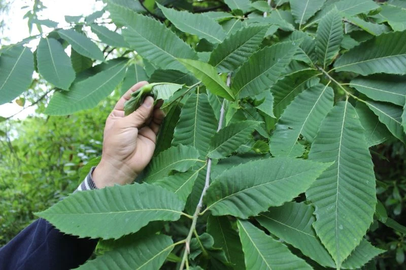 ’Katil’ gal arısı Sinop’ta da görüldü, arıcılar endişeli

