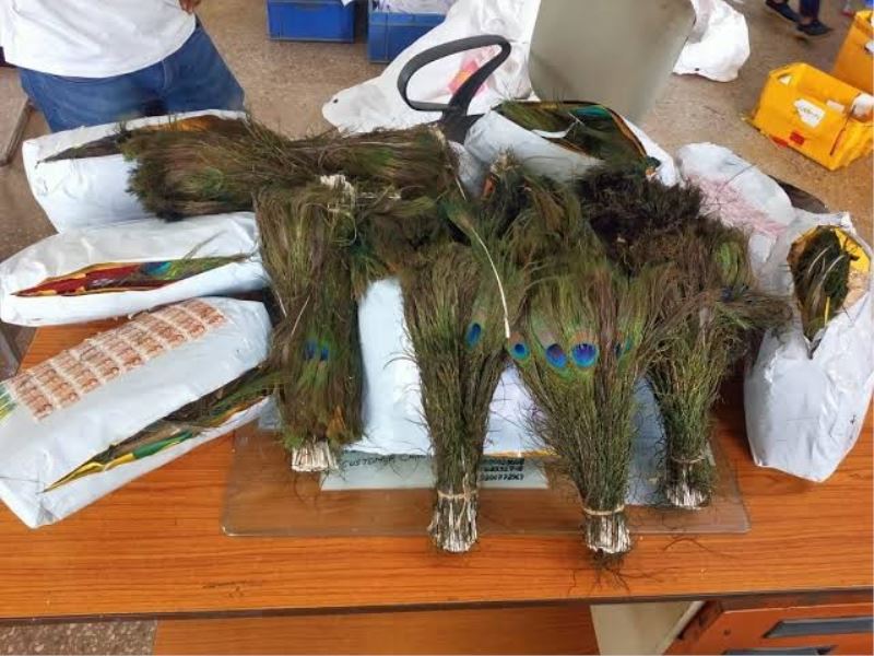Hindistan’dan Hong Kong’a kaçırılmak istenen 8 kilo tavus kuşu tüyüne el konuldu
