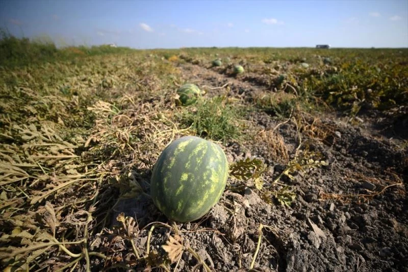 Tescilli Adana karpuzu 8 ülkeye ihraç ediliyor