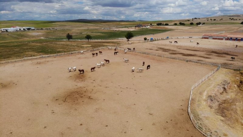 (ÖZEL) Mahmudiyeli yetiştiriciler hipodrom ve at hastanesi istiyor
