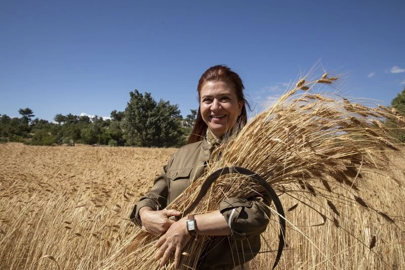 Silifke’de ata tohumu sarı buğdayın ikinci hasadı yapılıyor
