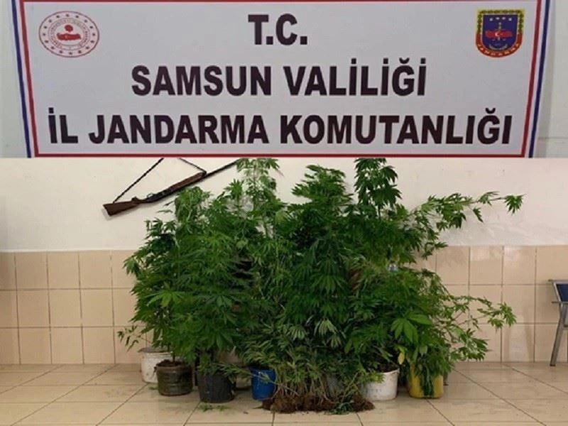 Dedektör köpeği ‘Ozon’ 326 kök kenevir bitkisini buldu
