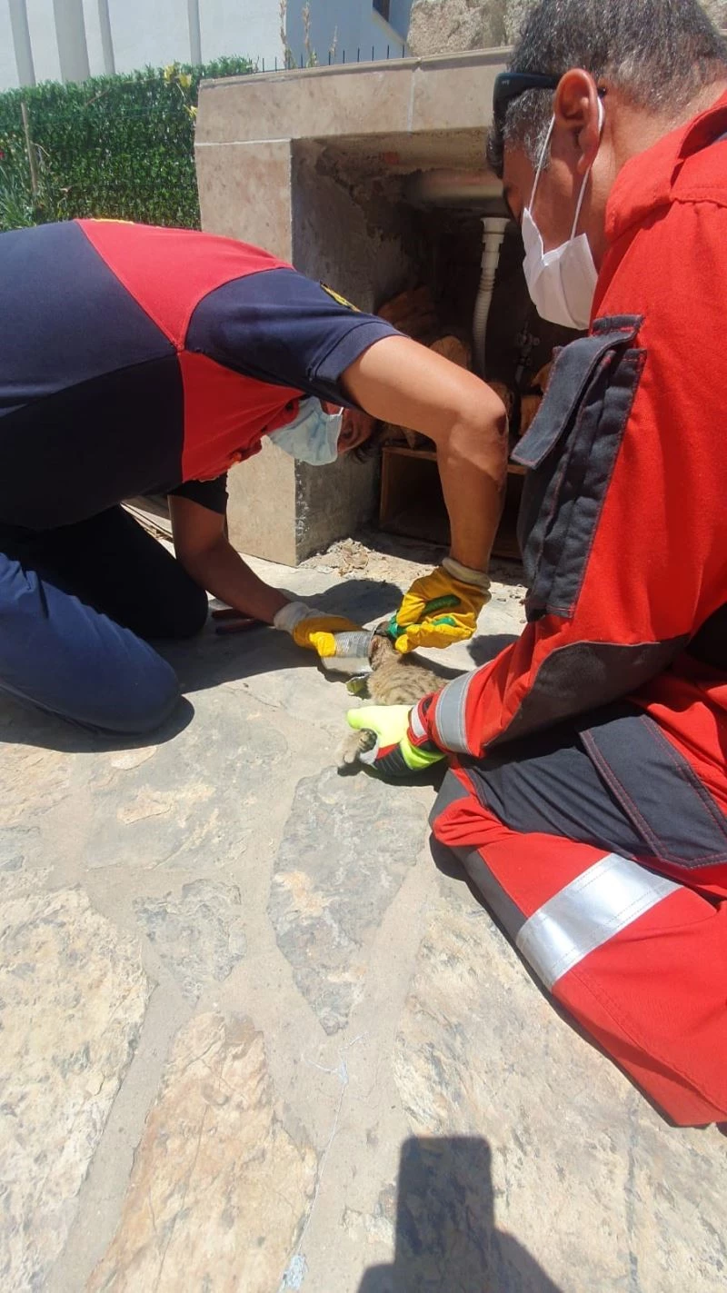 Kafasını kutuya sıkıştıran kedi için seferber oldular
