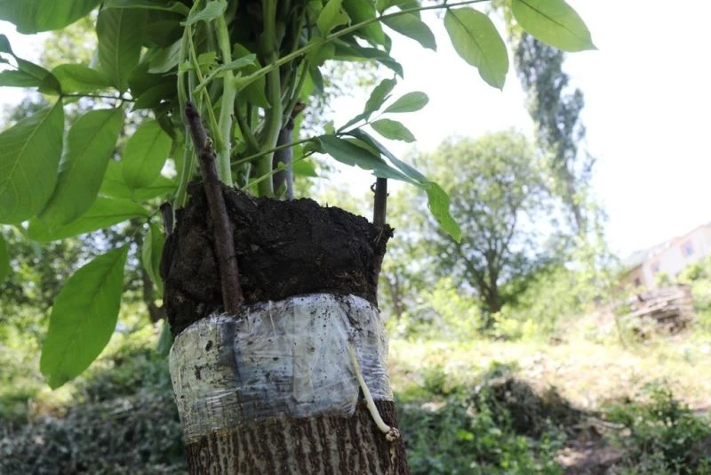 Verimden düşen ceviz ağaçları ekonomiye kazandırılıyor
